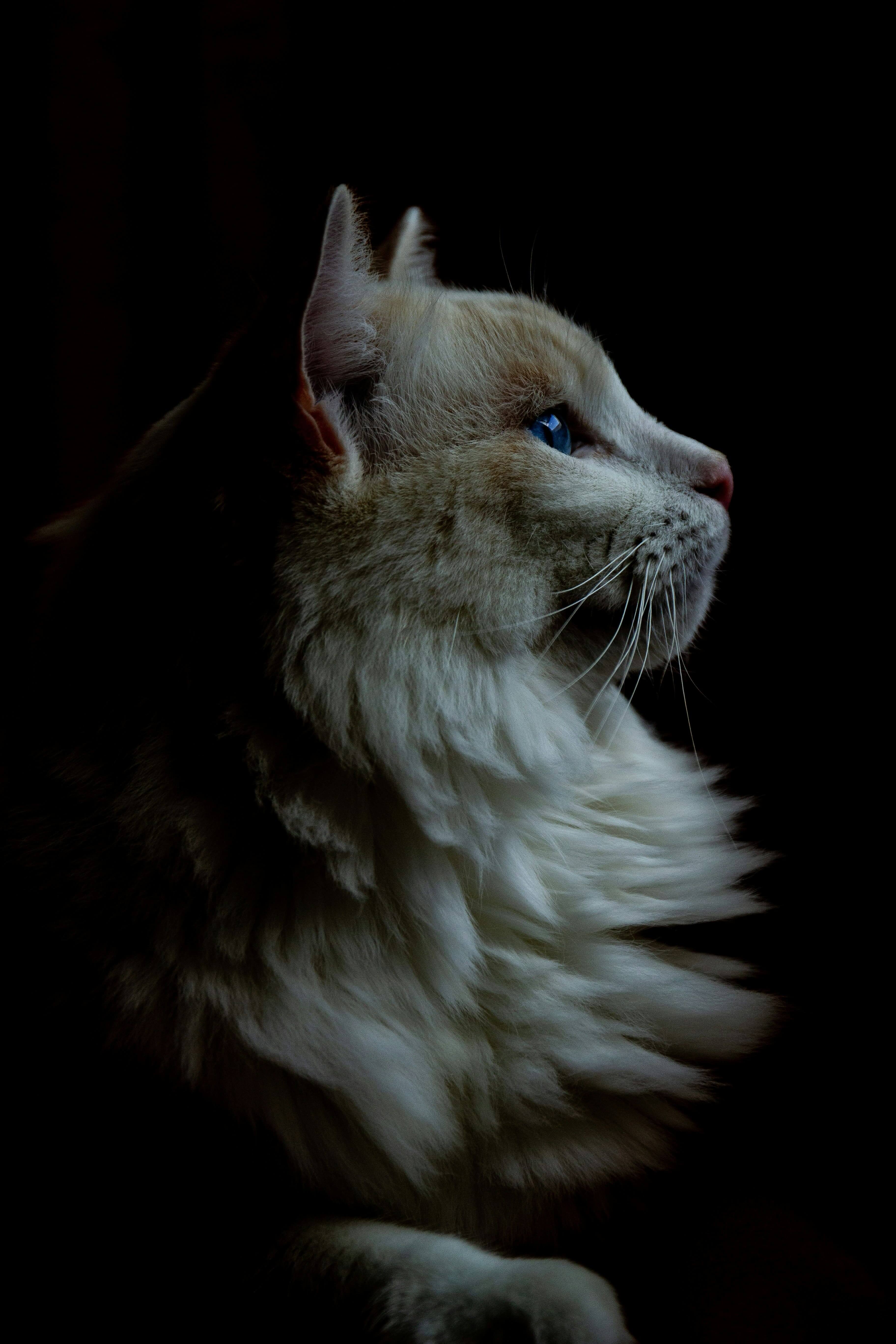 Gato