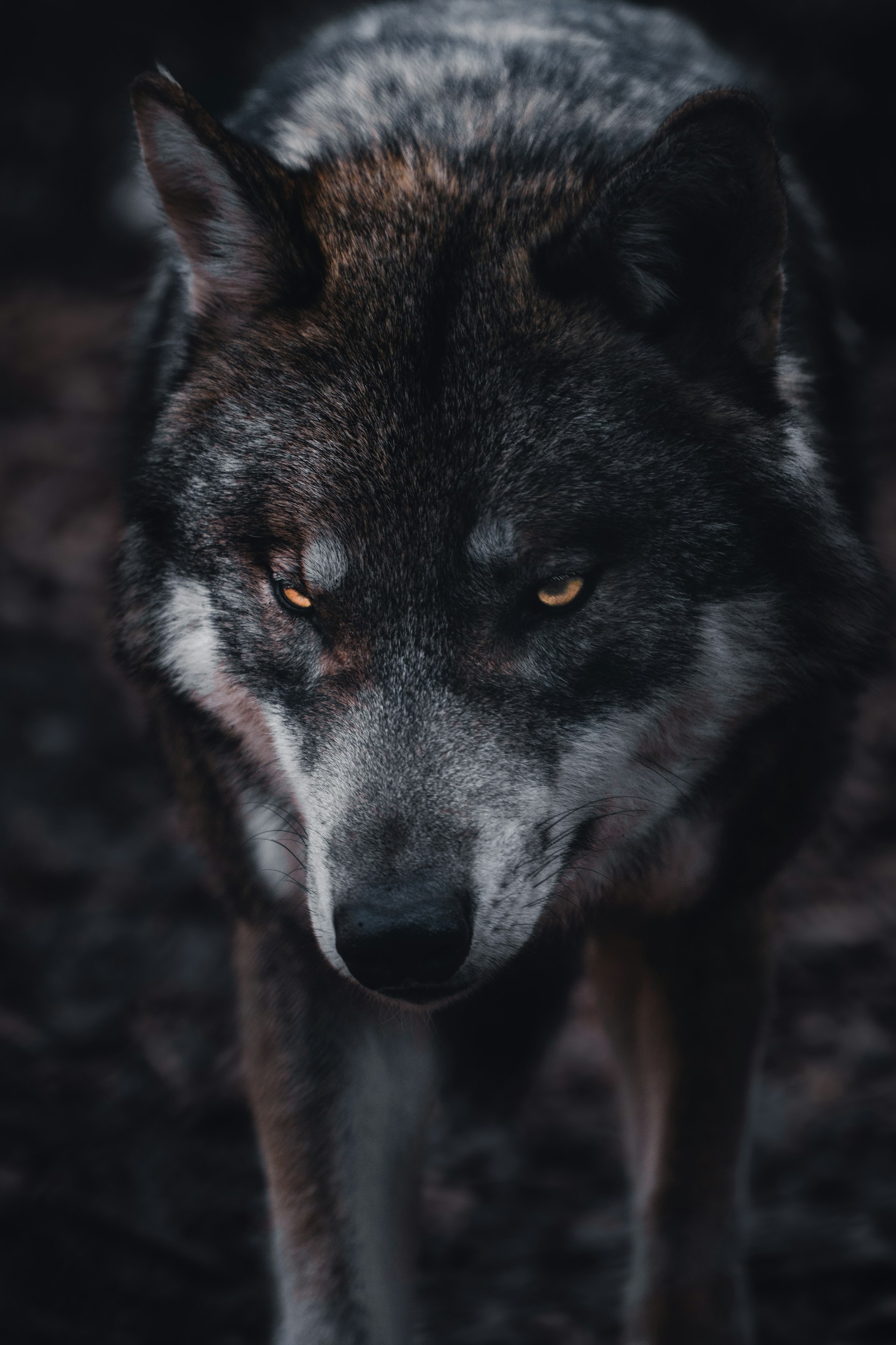 Lobo